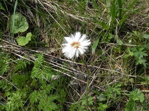 Waalse paardebloem