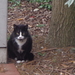 Boze poes :)