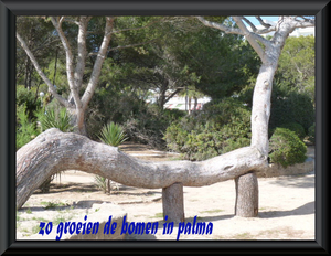 groei van de bomen in palma