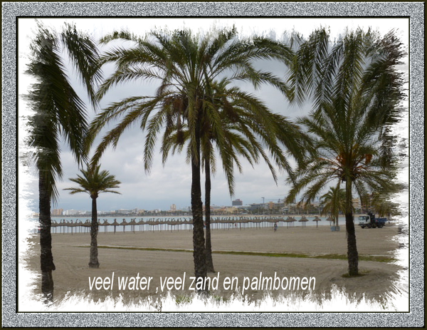 veel palmbomen