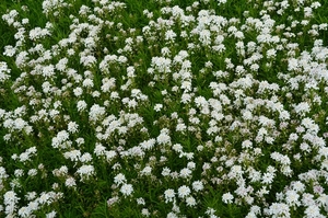 001     SPRINGTIME ......