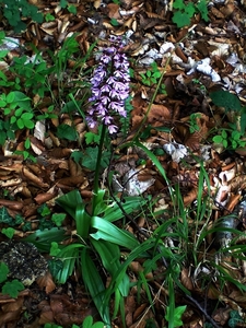 orchis