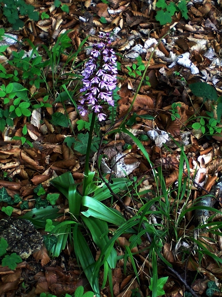 orchis