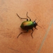 258 grote poppenrover