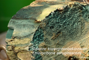 Chlociboria-auruginascens-20100307_10115MH-06-Gewone-kopergroenbe