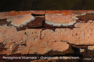Peniophora-incarnata-20100304_9937MH-06-Oranjerode-schorszwam