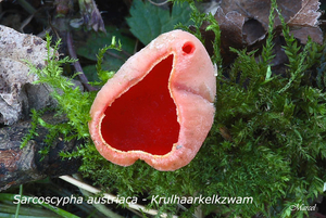 Sarcoscypha-austriaca-20100304_9952-06--Krulhaarkelkzwam