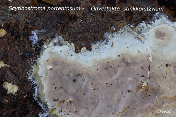 Scytinostroma-portentosum-20100304_9930MH-06-Onvertakte--stinkkor