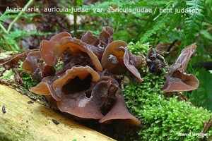 Auricularia auricula-judae var. auricula-judae / Echt judasoor