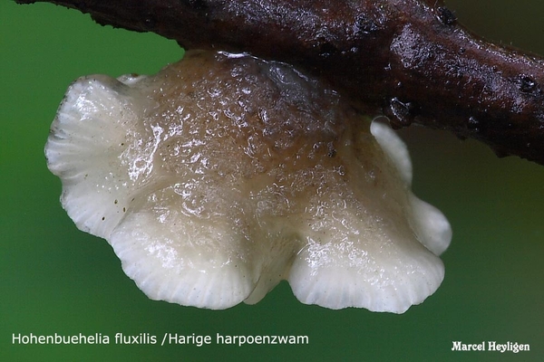 Hohenbuehelia fluxilis / Harige harpoenzwam