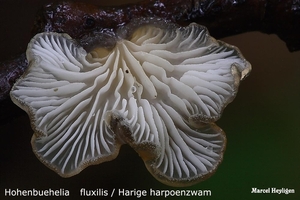 Hohenbuehelia fluxilis / Harige harpoenzwam