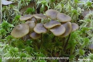 Lyophyllum palustre 20100520_MH_021371-06 Veenmosgrauwkop