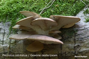 Pleurotus ostreatus  20100520_MH_021325-06 Gewone oesterzwam