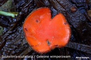 Scutellinia scutellata / Gewone wimperzwam