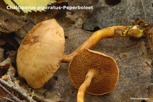 Chalciporus-piperatus-Peperboleet-MH20101007_027714-6-Ag