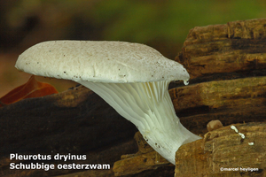 Pleurotus-dryinus-Schubbige-oesterzwam-MH20101007_027761-6-Ag