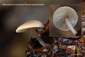Baeospora-myosura-Muizenstaartzwam-MH20100915_026660-6-Ag