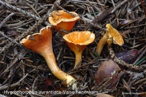 Hygrophoropsis-aurantiaca-Valse-hanenkam-MH20100915_026672-6-Ag