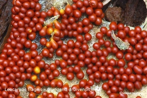 Leocarpus fragilis Glanzend druivenpitje-MH20100916_026716-6My