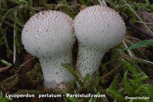 Lycoperdon perlatum Parelstuifzwam-MH20100916_026776-6Ga