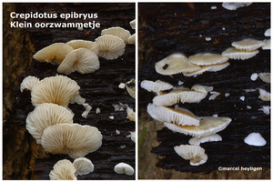 Crepidotus-epibryus-Klein-oorzwammetjeMH20101118_028567-6-Ag