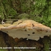 Ganoderma-australe-Dikrandtonderzwam-MH20101118_028539-6-Ap
