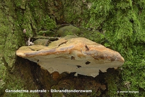 Ganoderma-australe-Dikrandtonderzwam-MH20101118_028539-6-Ap