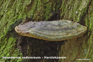 Ganoderma-resinaceum-Harslakzwam-MH20101118_028541-6-Ap