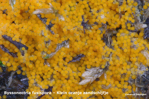 Byssonectria-fusispora-Klein-oranje-zandschijfje-MH20101105_02841