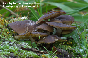 Lyophyllum-anthracophilumRondsporig-pekzwammetje-MH20101105_02840
