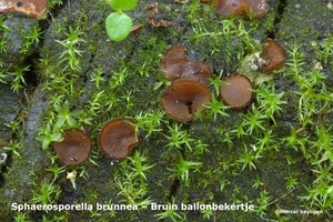 Sphaerosporella-brunneaBruin-ballonbekertje-MH20101105_028396-6-