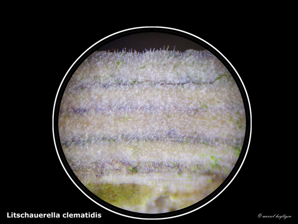 Litschauerella-clematidis_MHRIMG1021-6Ap