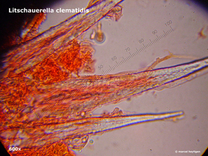 Litschauerella-clematidis_RIMG1030-6Ap