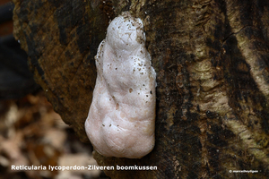Reticularia-lycoperdon-Zilveren-boomkussen_MH20110407_030741-6My