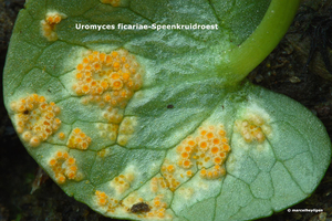 Uromyces-ficariae-Speenkruidroest_MH20110401_030328-6Ur