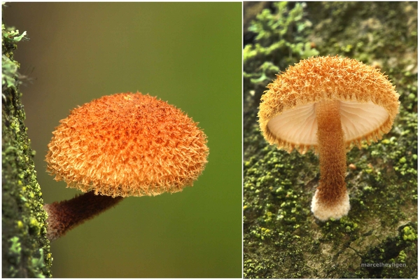 Phaeomarasmius erinaceus-Egelzwammetje_20110812MH034337