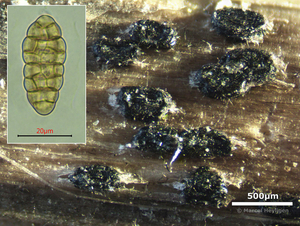 Pleospora-herbarium-Kaal-muurspoorbolletje_20141211MH