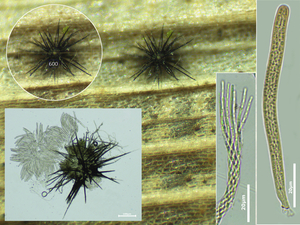 Acanthophiobolus-helicosporus-Wormsporig zee-egelzwammetje_201603