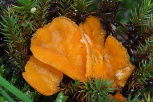 Octospora humosa-Groot oranje mosschijfje_20141218MH0805