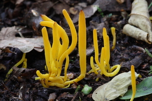 Clavulinopsis helvola-Gele knotszwam