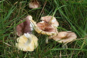 Russula laricina