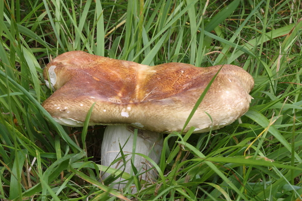 Russula-graveolens-Vissige-eikenrussula