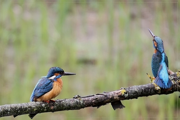 Ijsvogel - Alcedo atthis