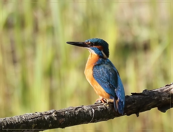 Ijsvogel - Alcedo atthis