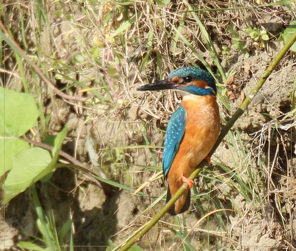 Ijsvogel - Alcedo atthis