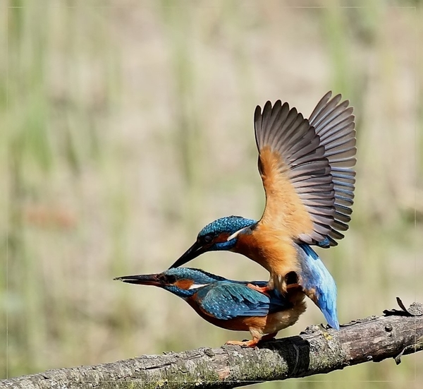 Ijsvogel - Alcedo atthis (2)