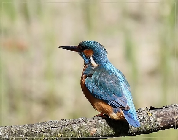 Ijsvogel - Alcedo atthis (4)