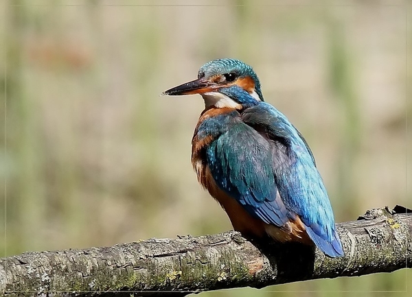 Ijsvogel - Alcedo atthis (6)