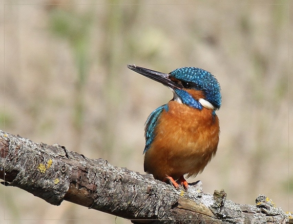 Ijsvogel - Alcedo atthis (7)
