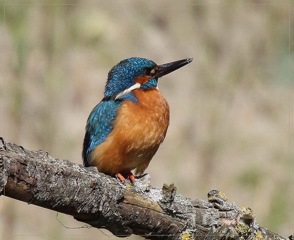 Ijsvogel - Alcedo atthis (8)